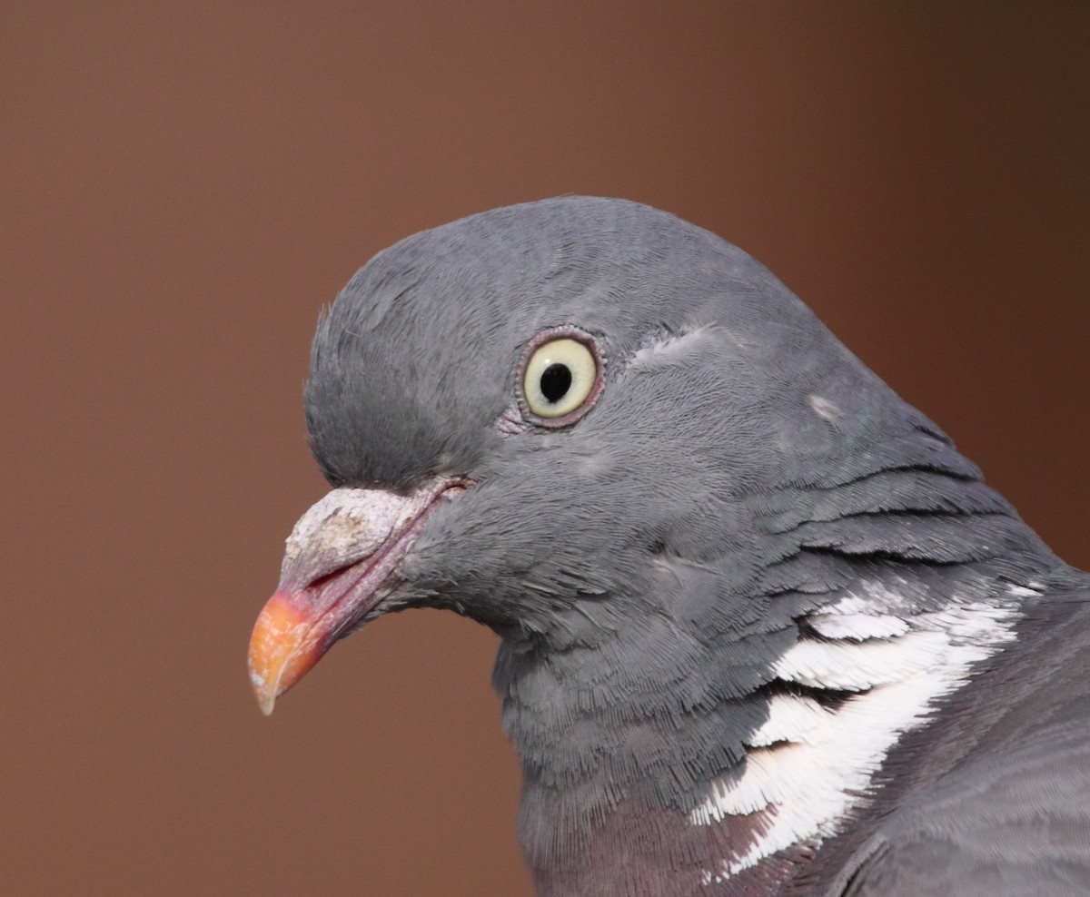 Common Wood-Pigeon - ML73132281