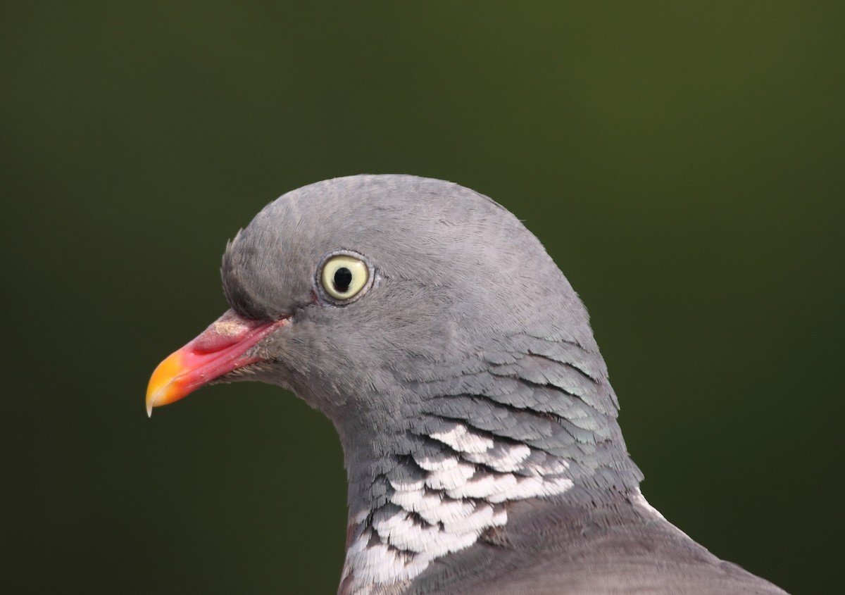 Common Wood-Pigeon - ML73132571