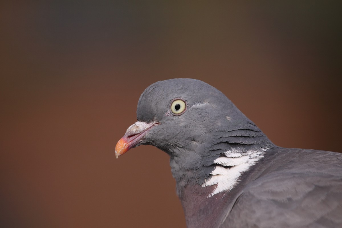 Common Wood-Pigeon - ML73132961