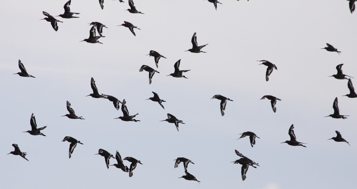 Black-tailed Godwit - Andrew Steele
