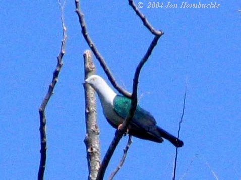 holub modroocasý - ML731355