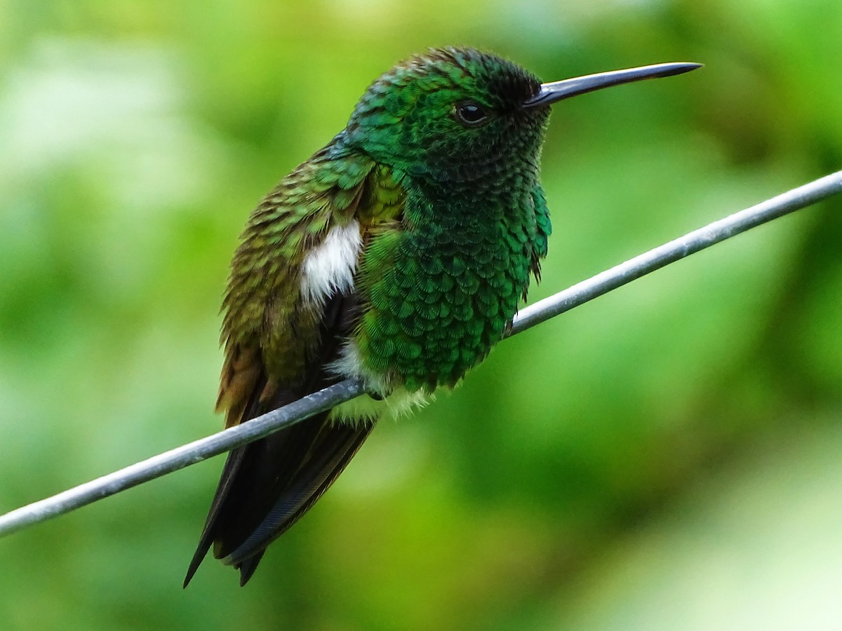 Copper-rumped Hummingbird - Meghan Koenig