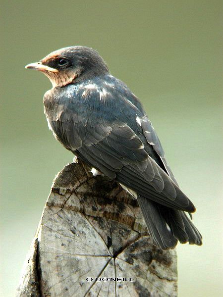 Pacific Swallow (Pacific) - ML731362