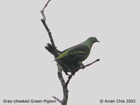 Gray-cheeked Green-Pigeon - ML731374