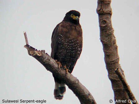 Sulawesi Serpent-Eagle - Alfred Chia
