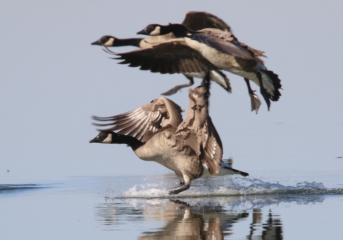 Canada Goose - Hendrik Swanepoel