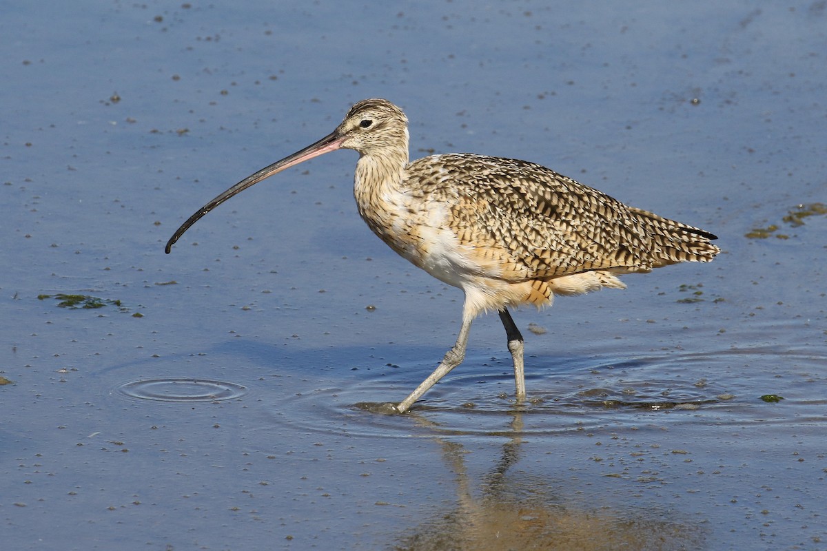 Long-billed Curlew - ML73142681