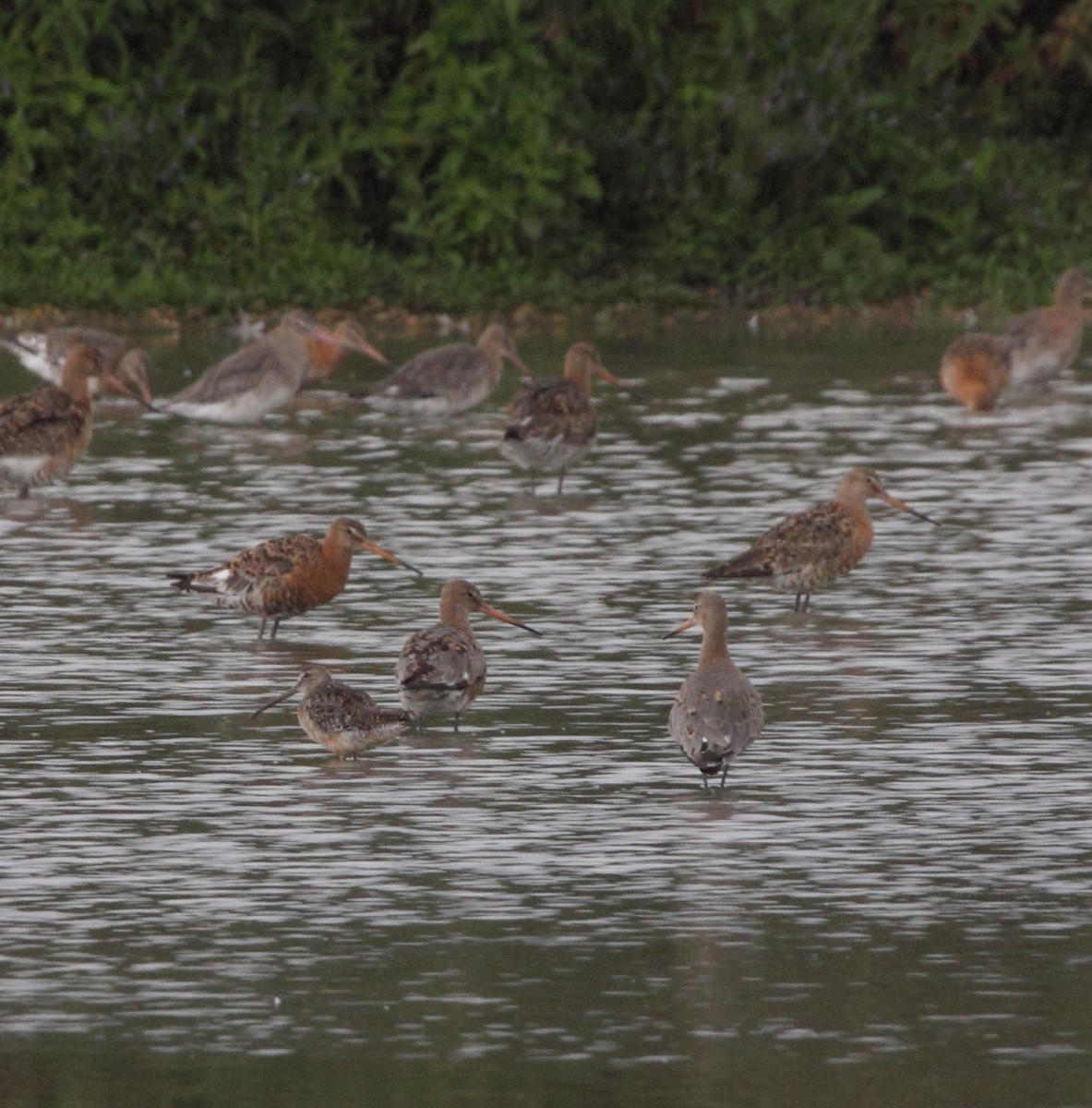 Long-billed Dowitcher - ML73143741