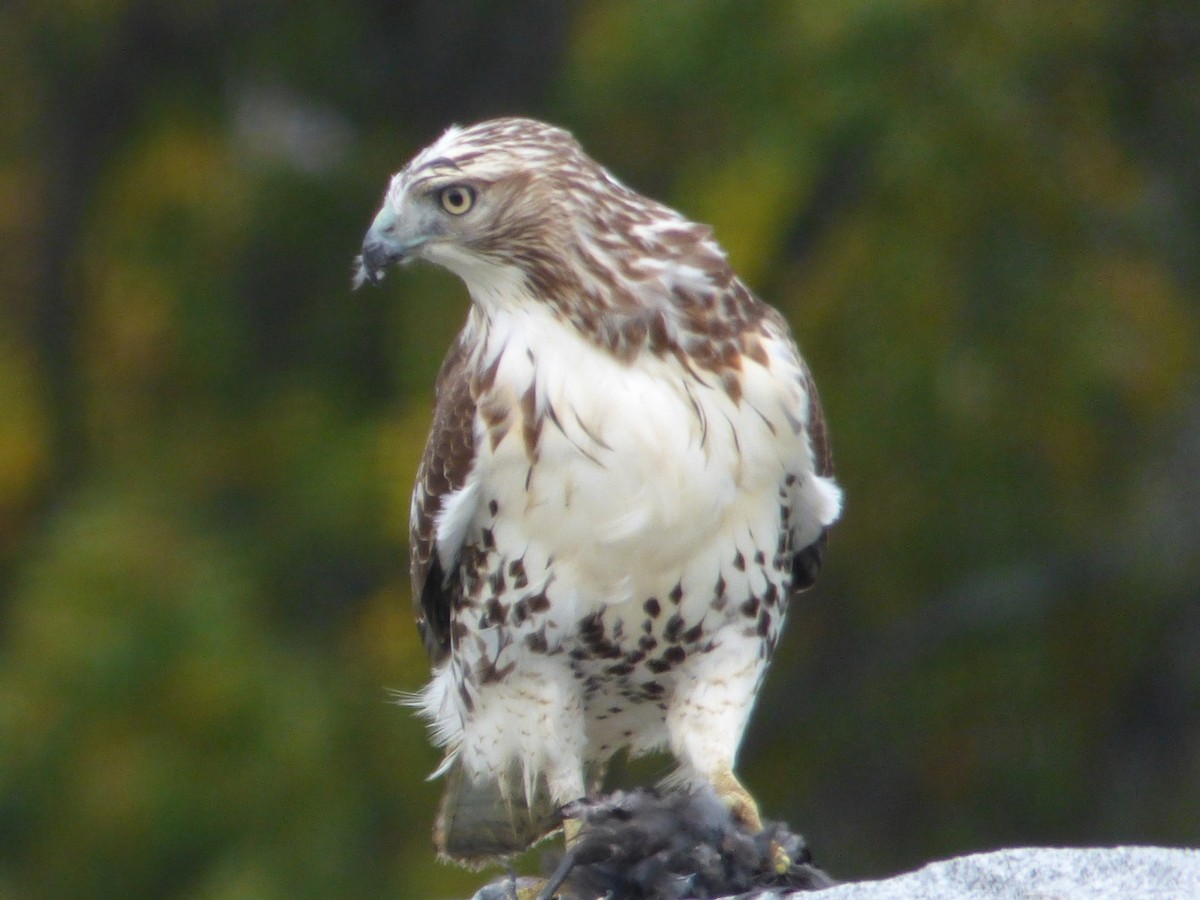 Red-tailed Hawk - ML73144421