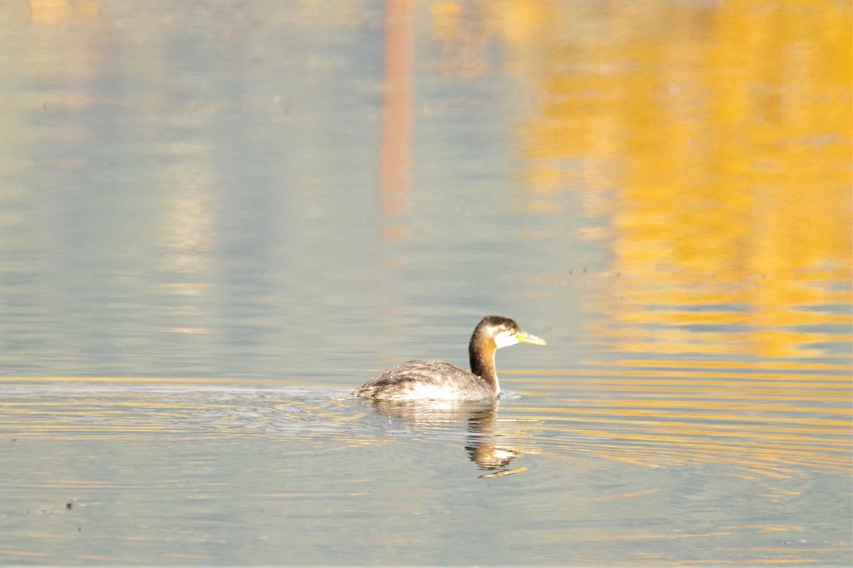 Red-necked Grebe - ML73145931