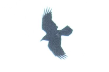 Common Raven - ML73147251