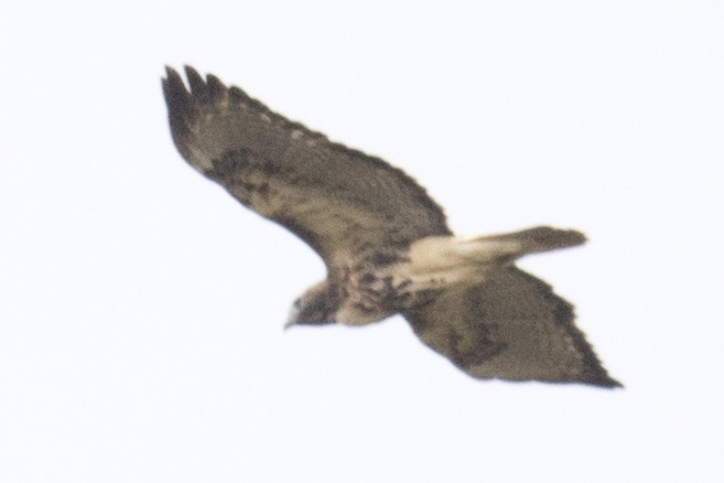 Red-tailed Hawk - ML73147571