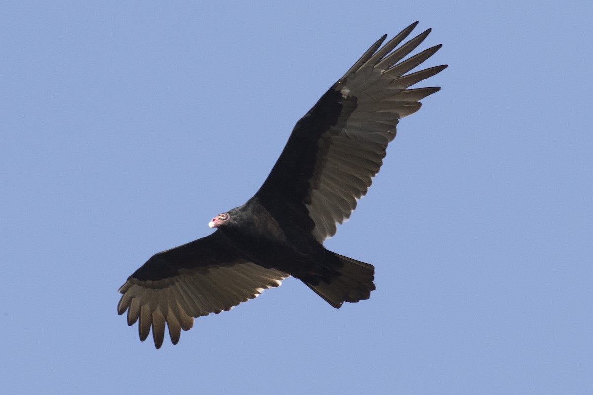 Turkey Vulture - David Brown