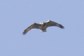 Red-tailed Hawk - ML73147781