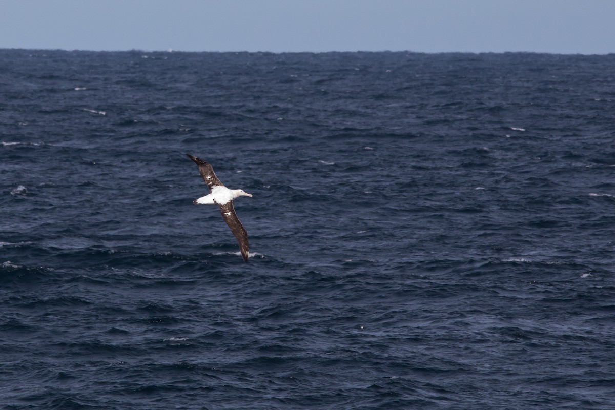 Snowy/Tristan/Antipodean Albatross - Mike Greenfelder