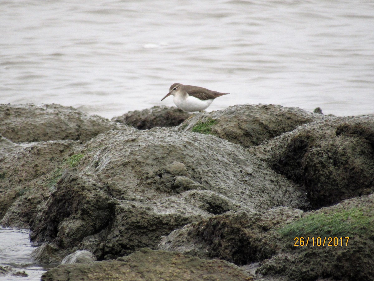 Spotted Sandpiper - Ana Verónica Arburúas