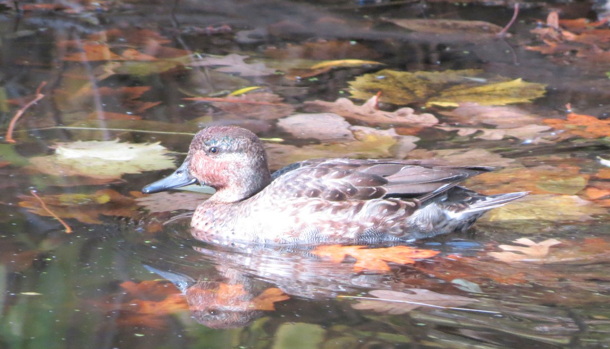 Green-winged Teal - ML73150611