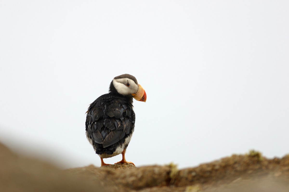 Horned Puffin - ML73152271