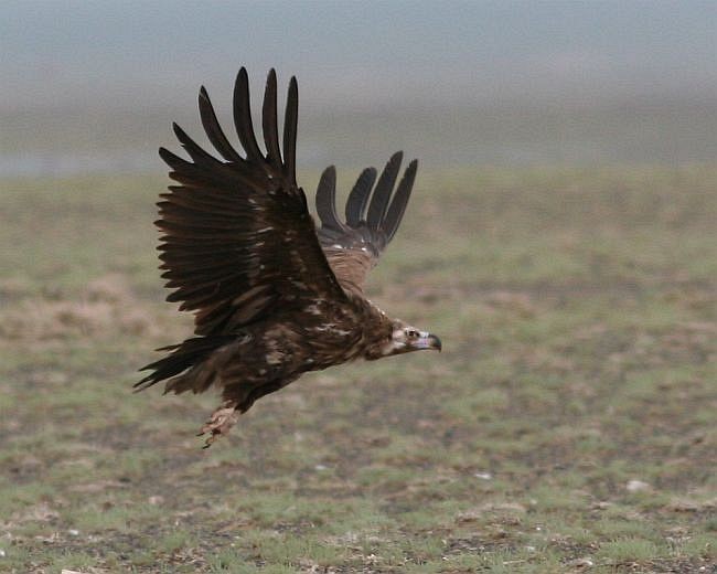Cinereous Vulture - ML731524