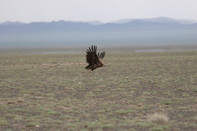 Cinereous Vulture - ML731525