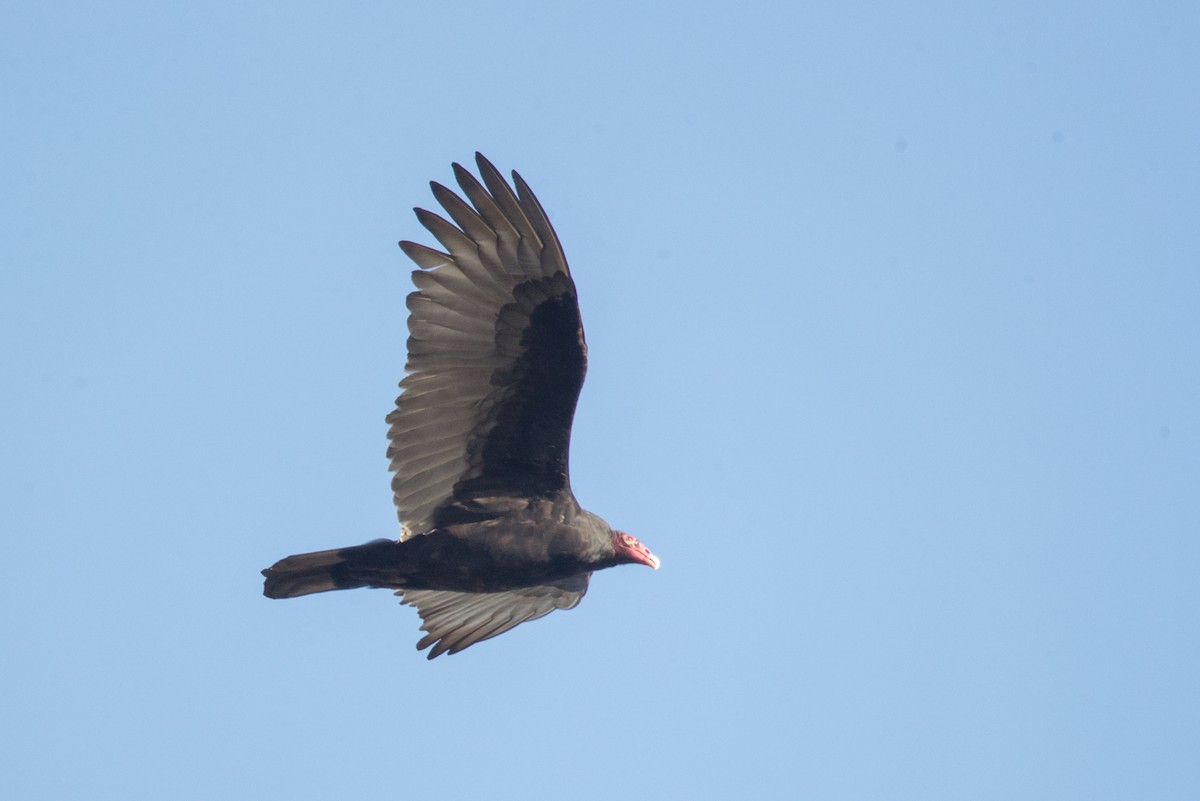 Turkey Vulture - County Lister Brendan