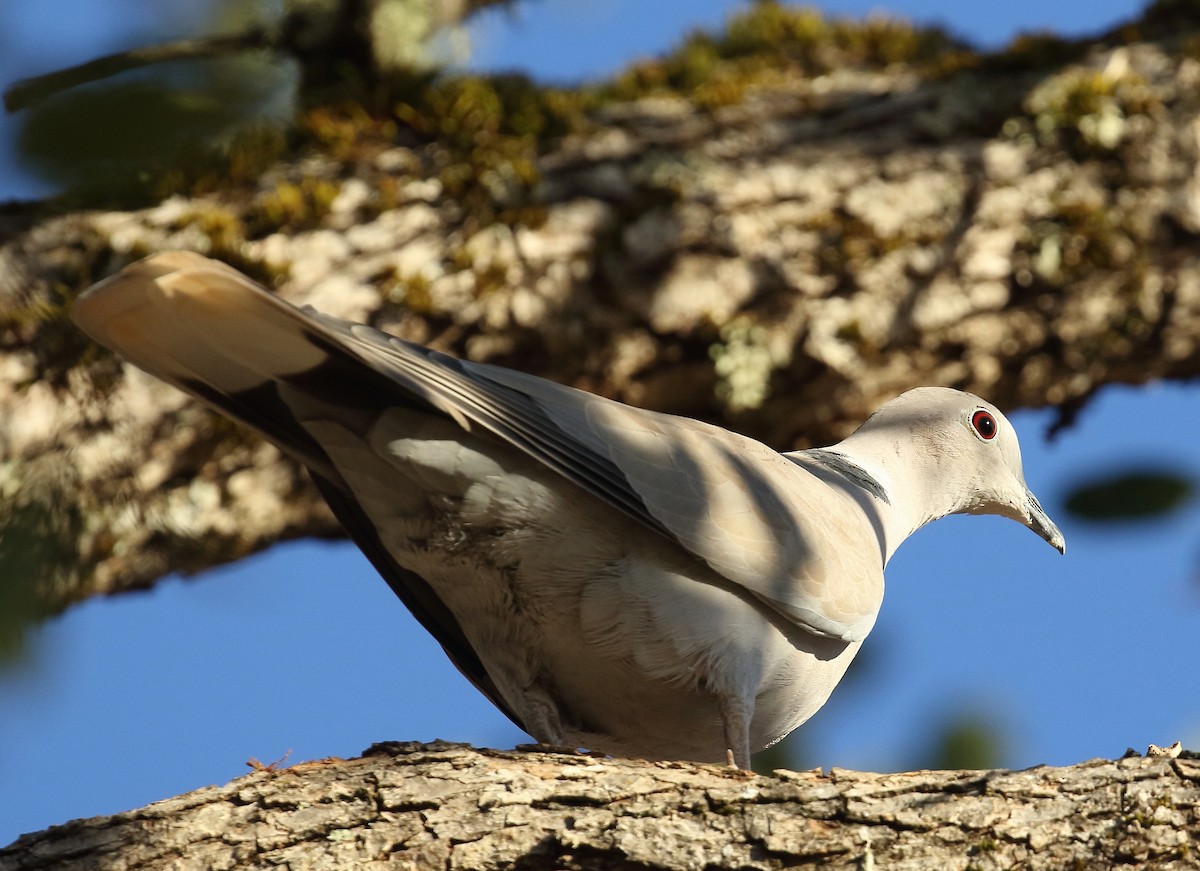 Eurasian Collared-Dove - Kent Leland