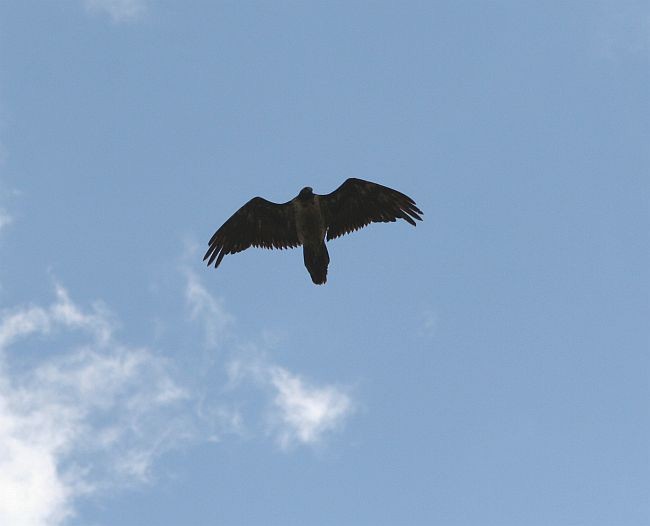 Bearded Vulture (Eurasian) - ML731530