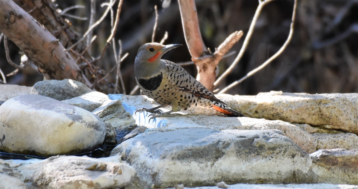 Northern Flicker (Yellow-shafted x Red-shafted) - Chris Rohrer