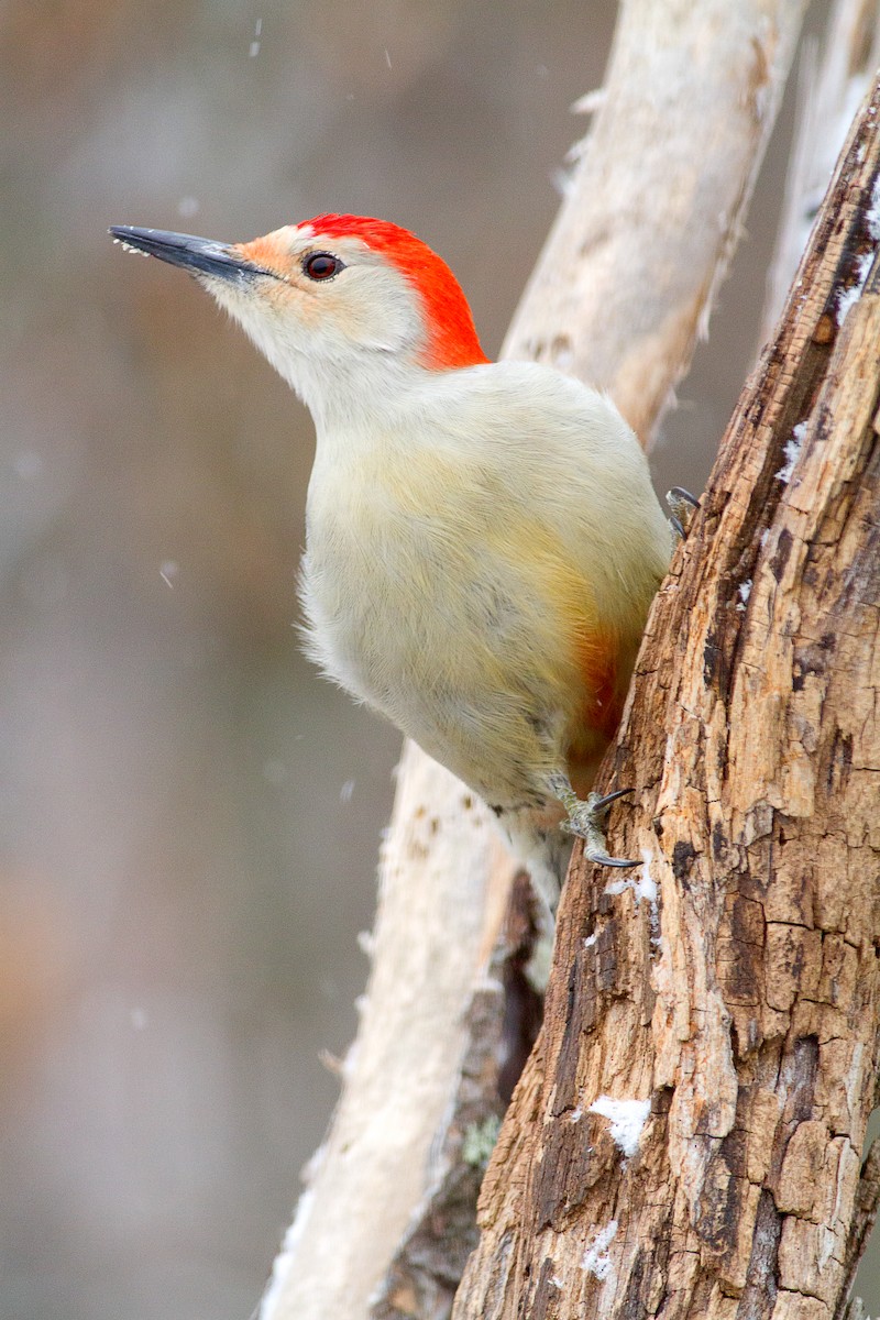 Red-bellied Woodpecker - Ryan Douglas