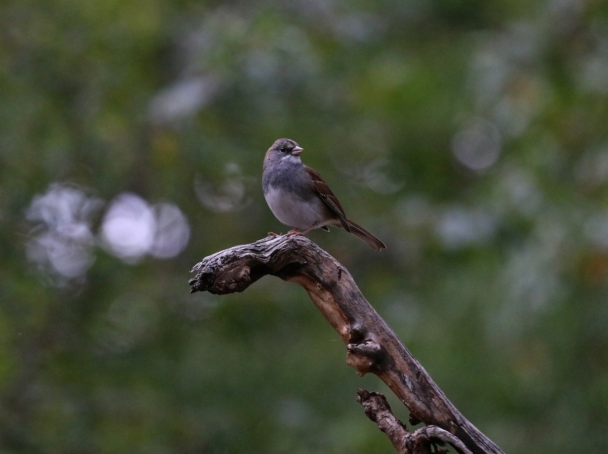 Dark-eyed Junco x White-throated Sparrow (hybrid) - Laura Goggin