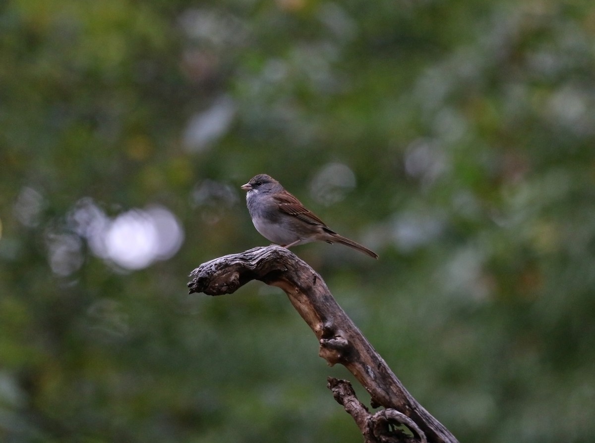 Dark-eyed Junco x White-throated Sparrow (hybrid) - Laura Goggin
