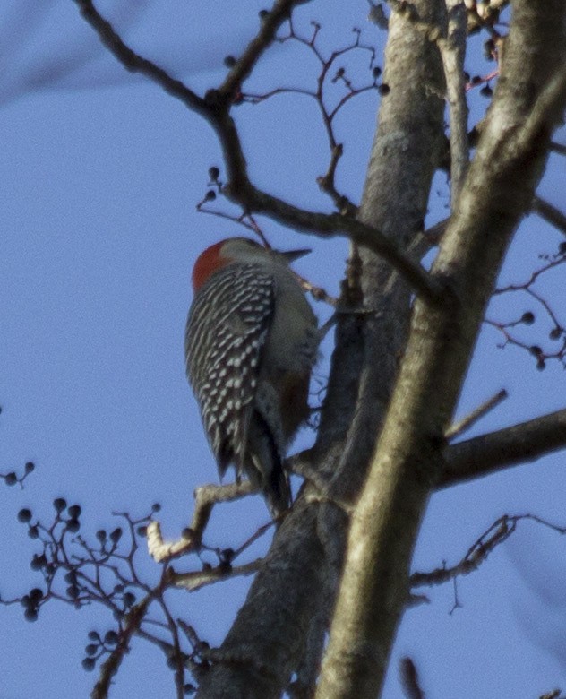 Red-bellied Woodpecker - ML73155691