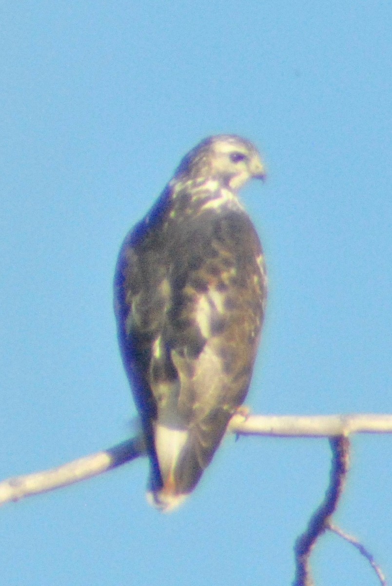 Red-tailed Hawk (Harlan's) - ML73157101
