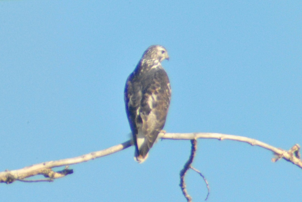 Red-tailed Hawk (Harlan's) - ML73157121