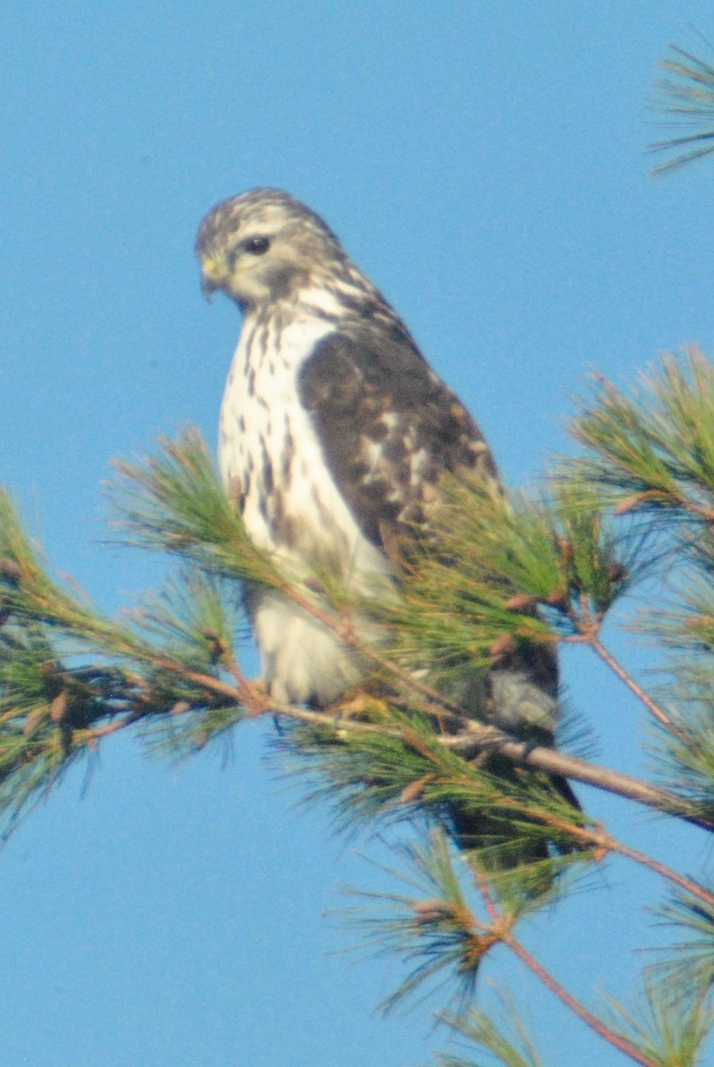 Red-tailed Hawk (Harlan's) - ML73157151