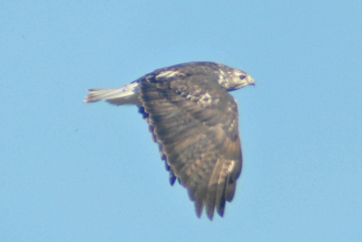 Red-tailed Hawk (Harlan's) - ML73157171