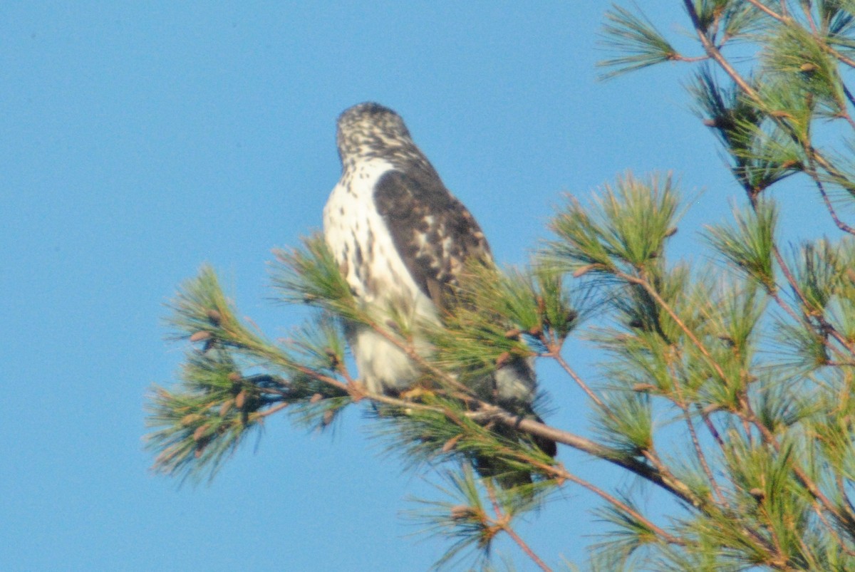 Red-tailed Hawk (Harlan's) - ML73157191