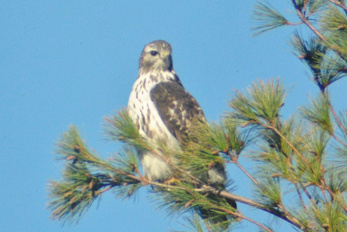 Red-tailed Hawk (Harlan's) - ML73157211
