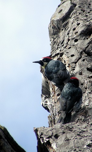 Acorn Woodpecker - ML73159891