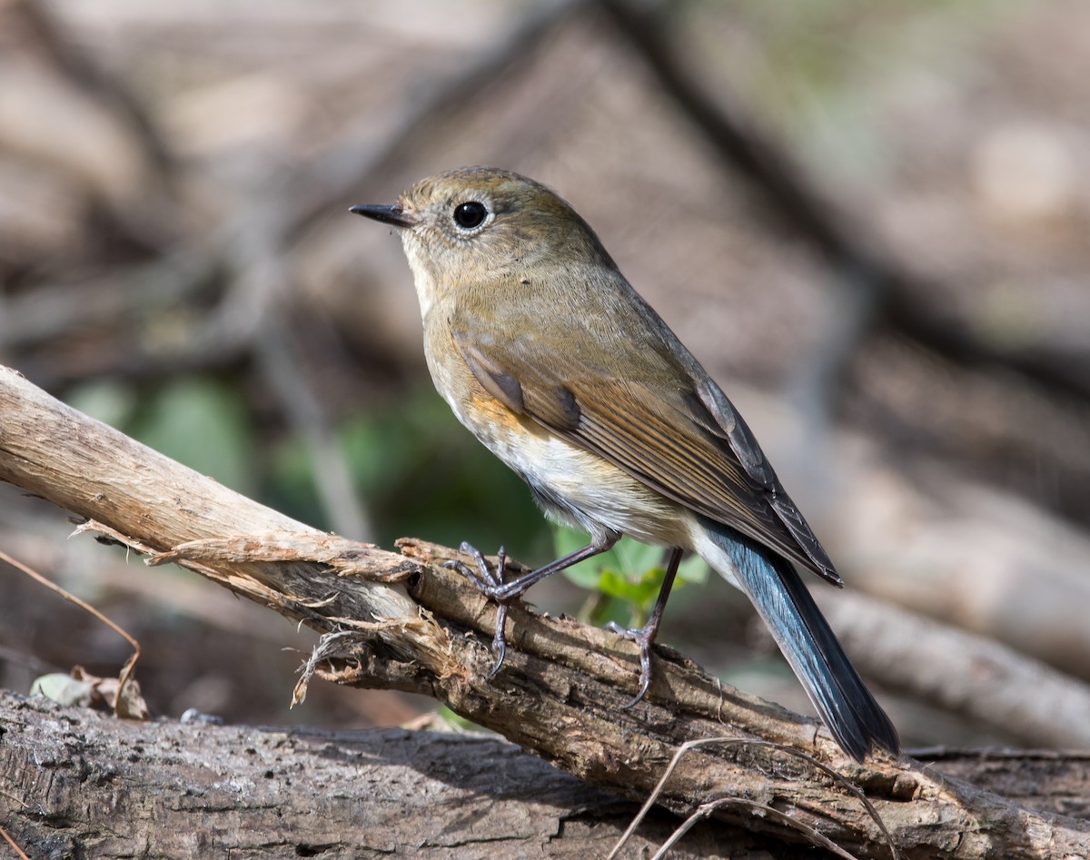 Red-flanked Bluetail - ML73160421
