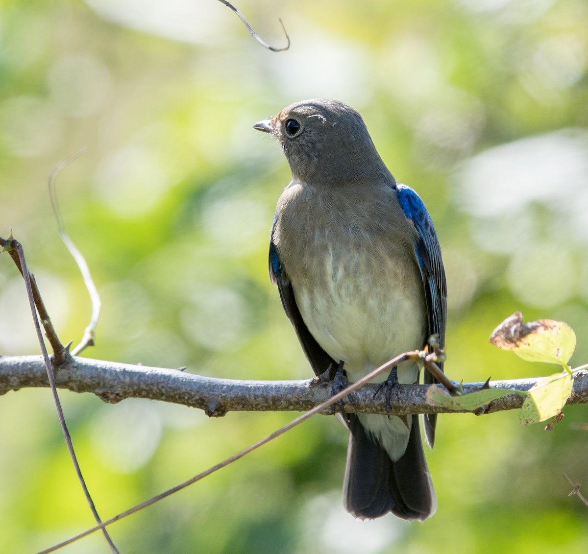 Blue-and-white Flycatcher - ML73160481