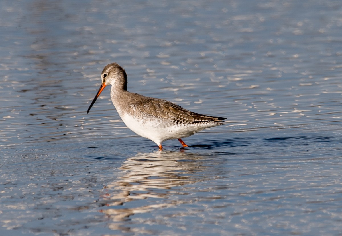 Spotted Redshank - ML73160571