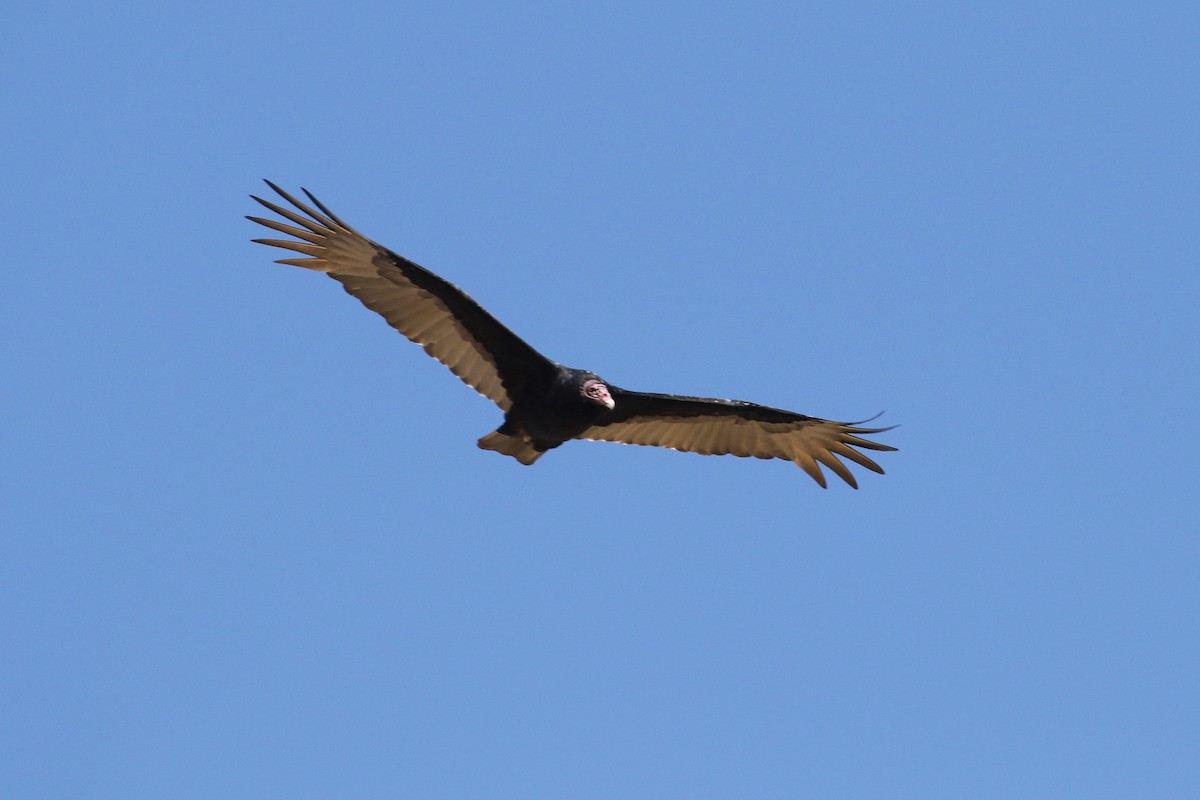 Turkey Vulture - ML73161891