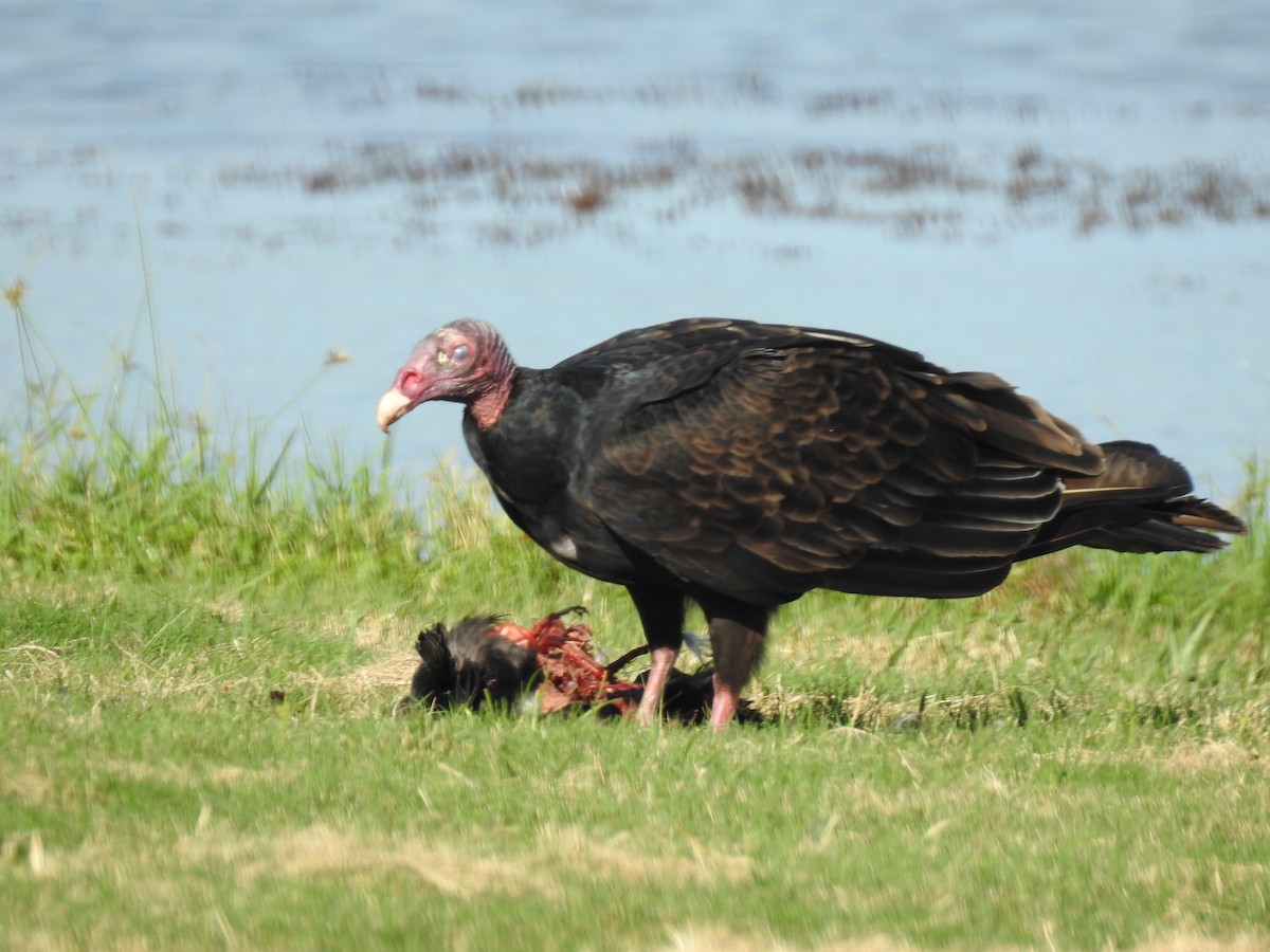 Turkey Vulture - Martha Cartwright