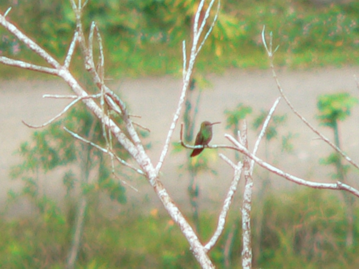 Rufous-tailed Hummingbird - ML73162461