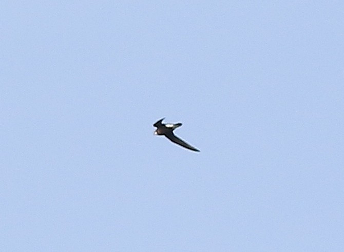 White-throated Needletail - Chien-wei Tseng