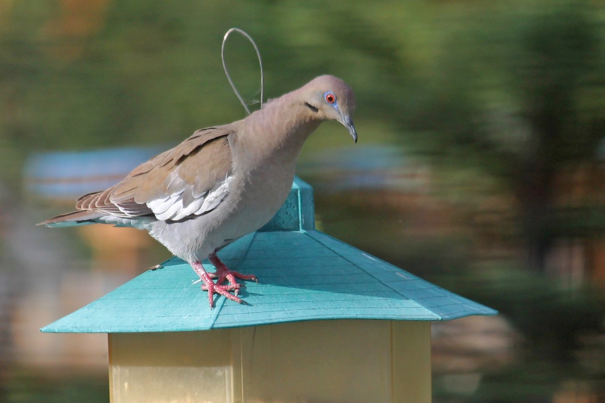 White-winged Dove - Yukon Bird Club Historical Data