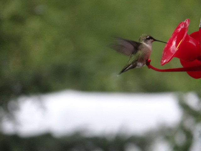 Ruby-throated Hummingbird - ML73168931