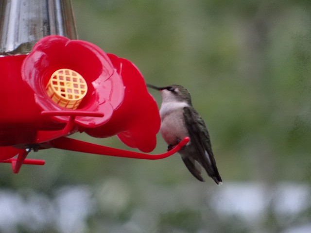 Ruby-throated Hummingbird - Yukon Bird Club Historical Data