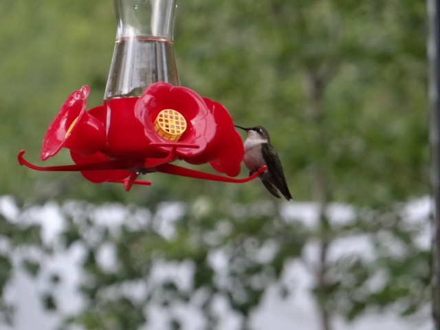 Ruby-throated Hummingbird - ML73168951